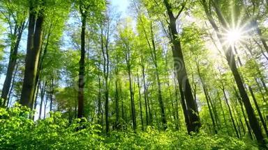 清新的绿色山毛榉林被温暖的阳光照射得美丽